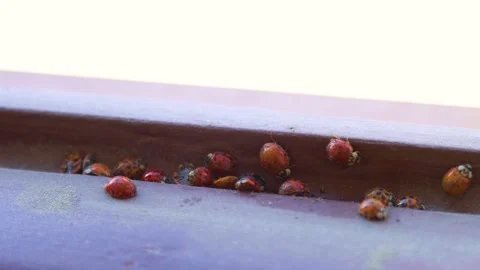 Close view of large group of orange ladybugs by wooden window sill Stock Footage 153390899