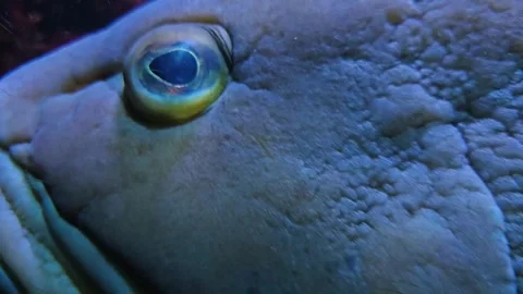 Close view of a large grouper fish  Stock Footage 253057821