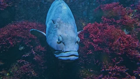 Close view of a large grouper fish  Stock Footage 261386883