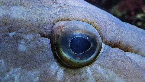 Close view of a large grouper fish eye Stock Footage 294353959