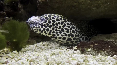 A close-up view of the large head of a moray eel under a stone Stock Footage 289374334