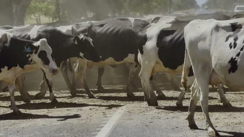 Close up view of large herd of cows crossing a road Stock-Footage 235661562