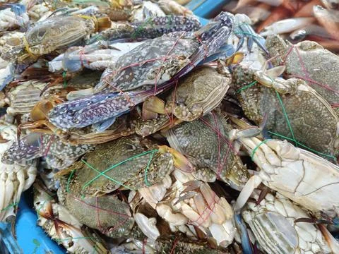 A close-up view of a large mound of fresh blue swimmer crabs Foto stock