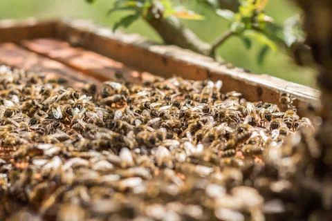 Close-up view of a large number of bees covering honeycomb frames during summ Foto stock