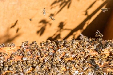 Close-up view of a large number of bees covering honeycomb frames during summ 写真素材