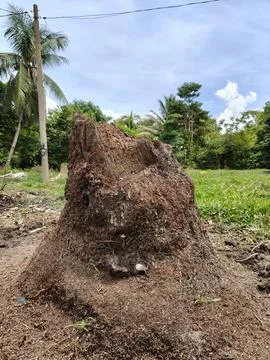 A close-up view of a large Stock Photos