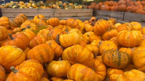 Close-up view of a large pile of small, orange pumpkins, likely at a fall m.. Stock Photos
