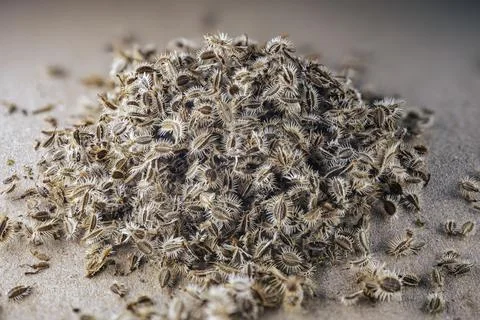 Close-up view of a large pile of tiny seeds with spiky surfaces, scattered .. Stock Photos