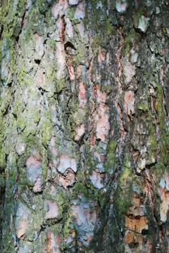 Close up view of large pine bark with moss Stock Photos
