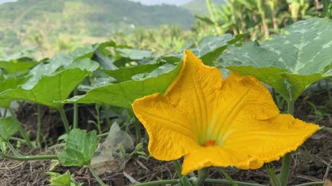 Close view of a large pumpkin blossom growing among wide green leaves in an 動画素材 332029719