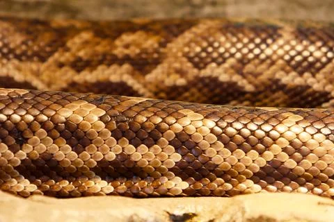 Close-up view of a large python snake with intricate patterns on its scales.. 스톡 사진
