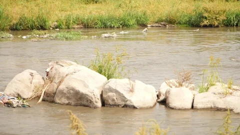 Close-up view of large rocks in the center of river Stock Footage 148538371