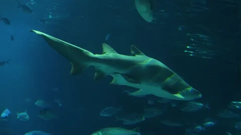 Close view of a large shark in motion Video stock 299635603