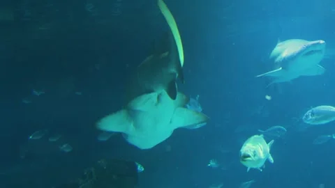 Close view of a large sharkfrom behind Stock Footage 299635674