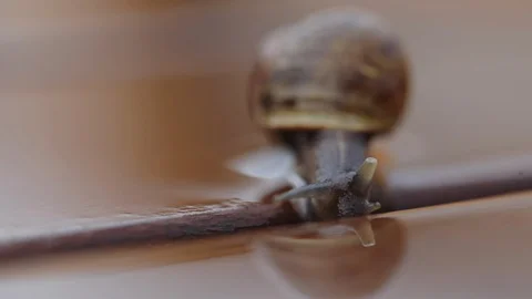 Close view of large snail crawls along wet wooden table in water Stock Footage 119238138