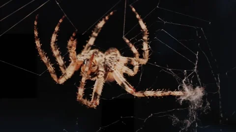 A close up view of a large spider skillfully wrapping a trapped insect in i.. 库存影片 339468497