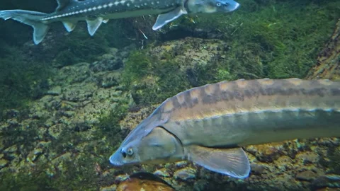Close view of a Large sturgeon Stock-Footage 261384930