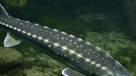 Close view of a Large sturgeon  Stock Footage 272796549