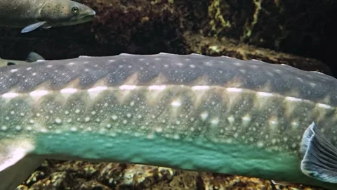 Close view of a Large sturgeon head Stock Footage 294352982