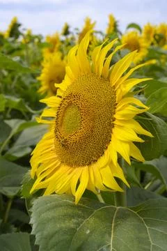 Close-up view of a large sunflower with a bee Stock Photos
