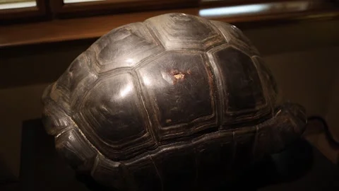 Close view of a large tortoise shell displayed in a museum setting showing natur Stock Footage 320451273