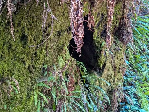 A close view of a large tree opening surrounded by green plants Stock Photos