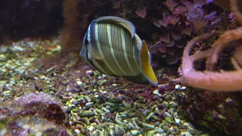 Close view of a large tropical fish  Stock Footage 251741669