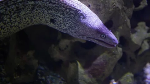  Close view of a large white eel  Stock Footage 294930337