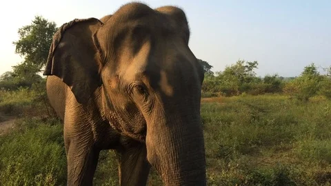 Close view of a large young elephant in the national park Udawalawe Stock Footage 71608213