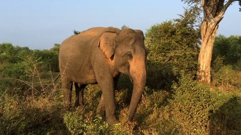 Close view of a large young elephant eating grass in the jungle Stock Footage 71610153