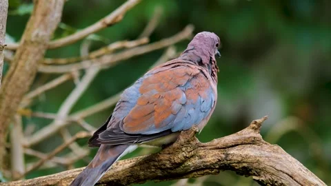 Close view of a laughing, turtle Dove Video stock 256250073