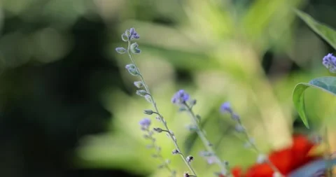 Close up view of lavender plant Stock Footage 205223786