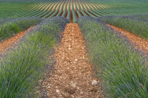 Close view on lavender row in fields Stock Photos