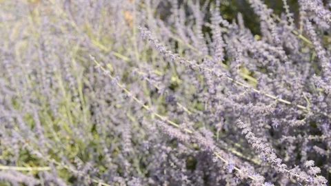 Close up view on Lavender, Serralunga d'Alba, Langhe, Italy Stock Footage 93557541