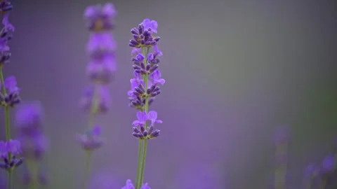 Close view of lavender swaying in wind, peaceful and calming spring atmosphere Stock Footage 334128945