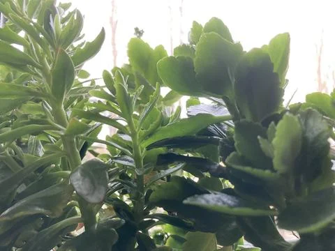 Close-up view of layered green plants with succulent leaves, possibly insid.. Stock Photos