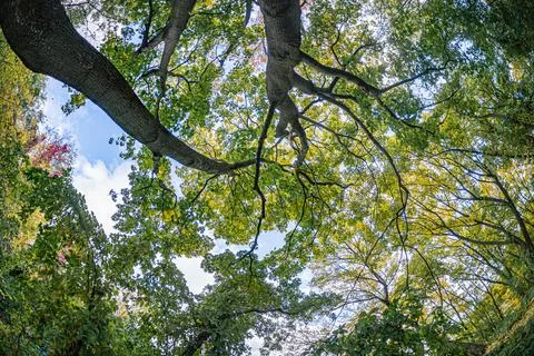 Close-up view of a layered tree canopy, muted greens and varied hues, soft di Stockfoto's