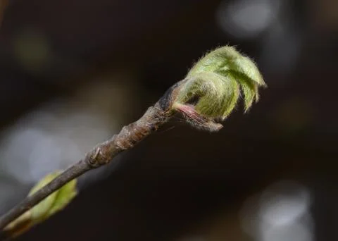 A close-up view of a leaf being born from a tree bud Stock Photos