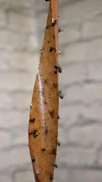 Close view of a leaf covered in small insects in a natural setting Stock Photos