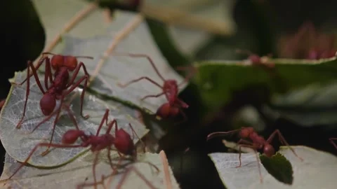 Close view of Leaf cutter ants Stock Footage 295991824