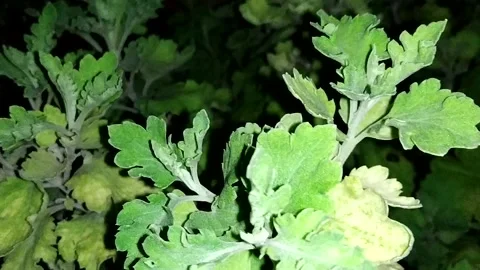 Close up view of leaf Stock Footage 137625534