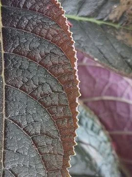 A close up view of a leaf with intricate, geometric patterns and textures. Stock Photos