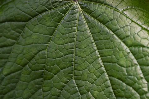 Close view of a leaf in Mabira rainforest, Uganda Stock Photos