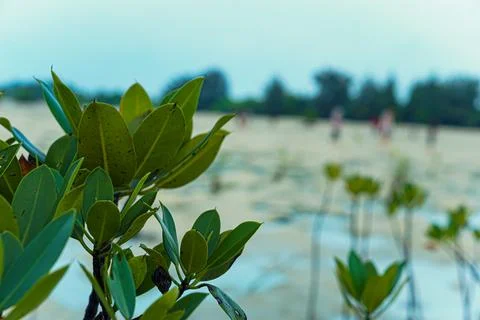 Close-up view of a leaf from a mangrove tree Stock Photos