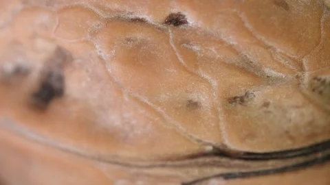 Close up view of a leaf surface showing texture and details Stock Footage 328665185