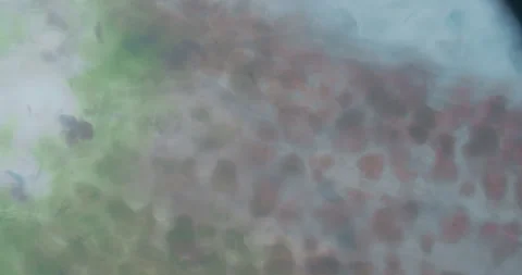 Close-up View of Leaf Under Microscope Stock Footage 318593147