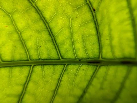 Close-up view of leaf veins with surface details Stock Photos