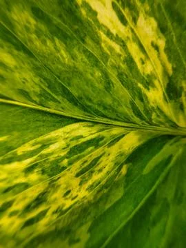 Close-up view of leaf veins with surface details Stock Photos