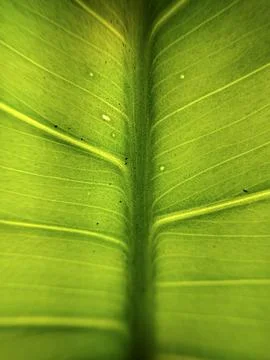 Close-up view of leaf veins with surface details Stockfoto's