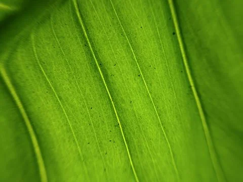 Close-up view of leaf veins with surface details Stockfoto's